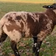 Clicker-Trained Sheep Performs Tricks Like A Dog