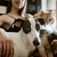 Community Partnership Resources for your animal organization