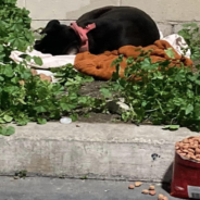 Defeated Dog Left Outside With All Her Belongings Waits For Family To Return