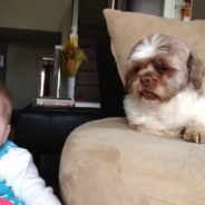 Dog Argues Back When Baby Throws A Tantrum