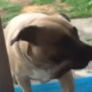 Dog Attempts To Be The Boss And Bring His Stick Inside