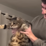 Dog Person Forms Bond With Cat And Teaches Him How To Play Fetch