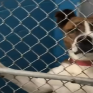 Dog Spends 500 Days In Shelter Before Finally Going Home With Her New Dad