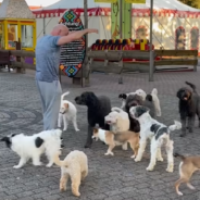 Dog Trainer Breaks World Record With Impressive 14-Dog Conga Line