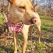 Dog Who Spent His Entire 10 Years Of Life In Shelter Finally Has A Place To Call Home