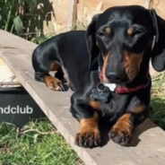 Dogs Bask In The Sun At Dachshund-Only Daycare And People Can’t Get Enough