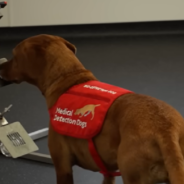 Dogs Set World Record For Their Ability To Sniff The Most Diseases