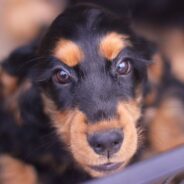 Firefighters in Washington Save 115 Pups from Doggy Daycare Fire