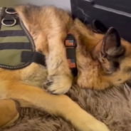 Flight Crew And Passengers Honor Service Dog On Her Final Flight Home