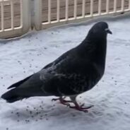 Flightless Pigeon Finds Happiness in the Company of Dogs