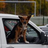 Florida Bill Would Ban Dogs From Sticking their Heads Out of Car Windows, Among Other Restrictions