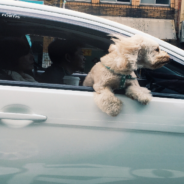 Florida Proposes Bill To Ban Dogs From Sticking Their Head Out Car Windows