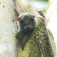 Flying Lemurs – They Don’t Fly And They’re Not Lemurs, But They Are Very Accomplished Gliders