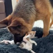 German Shepherd Reacts To Finding 4 Tiny Kittens In His Bed