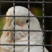 Goffin’s Cockatoos Able to Use Tool Set to Access Their Snacks