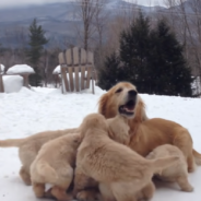 Golden Retriever Mom Teachers Her Puppies How To Play In The Snow