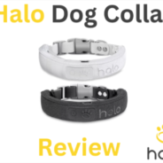 Halo Collar Review: GPS Dog Collar & Wireless Virtual Fence