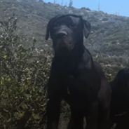 Hiker Finds Three Abandoned Dogs On A Mountain And Sets Out To Save Them