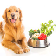 How Does a Meatless Diet Measure Up for Your Dog?