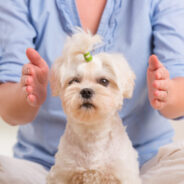 How Reiki Can Help Your Dog or Cat Through Stressful Transitions