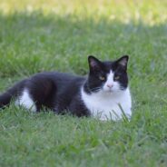 Injured Kitten Follows Child Home, Family Spends Six Months Nursing Him Back to Health