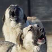 Is Your Dog a Barker or a Howler? One is Genetically Closer to Wolves