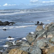 Jogger Saves Puppy Trapped In Ocean Rocks With Tide Coming In