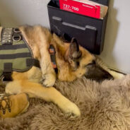 Kaya the German Shepherd: A Beloved Ambassador for Service Dogs and Veterans’ Mental Health