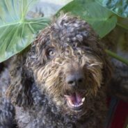 Keep Up with the Spanish Water Dog Breed