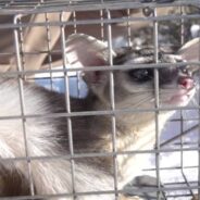 Masked Intruder In Utah Home Is Released Back Into the Wild