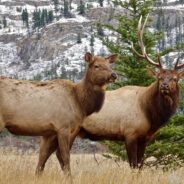 Massive Elk Herd in Colorado Rushes Across Roadway in Spectacular Video