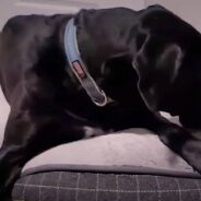 Massive Great Dane Adopts Tiny 1-Pound Rescue Kitten