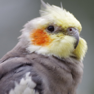 Musical Cockatiel Sings “September” By Earth Wind & Fire