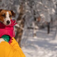 Must-Have Cold-Weather Gear for Dogs