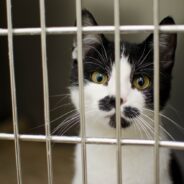 Oregon Set to Join Other States in Making Shelter Animals the State Pet