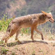 Pack Of Coyotes Take In Dog As One Of Their Own After He Was Dumped By Owners