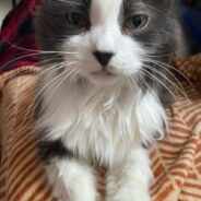 Pawsome Norwegian Forest Cat Looking for Love in a Forever Home