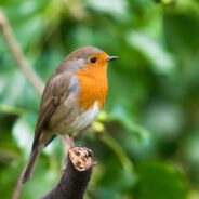 Pesticide Use May Be Contributing to Lower Songbird Populations