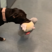 Pitbull Finds A Forever Home And Brings Along Her Favorite Stuffed Toy