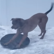 Playful Rescue Dog Teaches Himself To Sled In The Snow