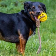 Playing Tug-Of-War Can Be Fun & Beneficial For Dogs