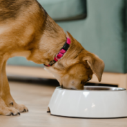 Purina Recalls Prescription Dog Food Over Potentially Dangerous Levels Of Vitamin D