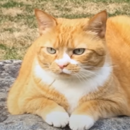 Rescue Cat Goes To Work With Dad At A Museum Every Day