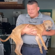 Rescued Pittie Is So Weak She Can Barely Stand On Her Own