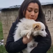 Rescuers Save Abandoned Dog Living In A Field Just Before The Winter Weather Sets In