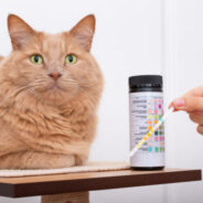 Reversing Diabetes in Cats – Can It Be Done, and if so, How?