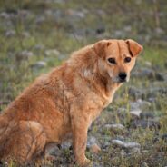 Rouge National Urban Park Officials Ask for the Public’s Help with Abandoned Animals