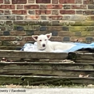 Runaway Dog Rescued After She Settled Down In A Flowerbed For Some Hot Soup