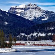 Snowmobile Tour Group Captures Scary Encounter with Bison in Yellowstone Park Video