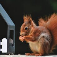 Squirrels as Drug Sniffers? In China, They’ve Trained 6 Already!